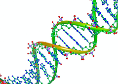 DNA helisa