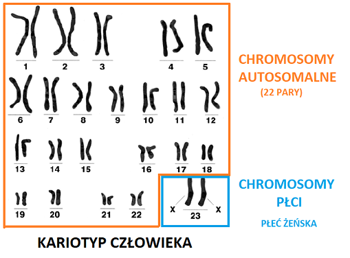 chromosomy autosomalne i chromosomy płci