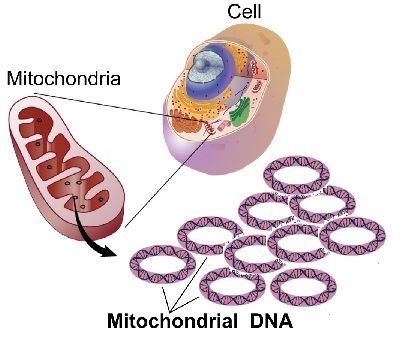 DNA w mitochondrium